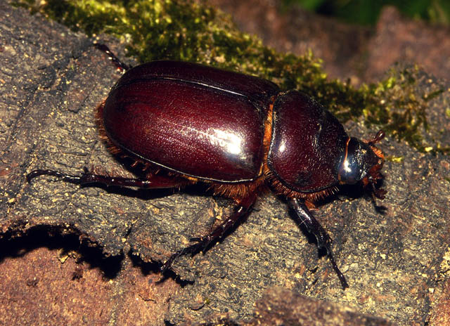 Oryctes nasicornis - Copyright Hugues Mouret